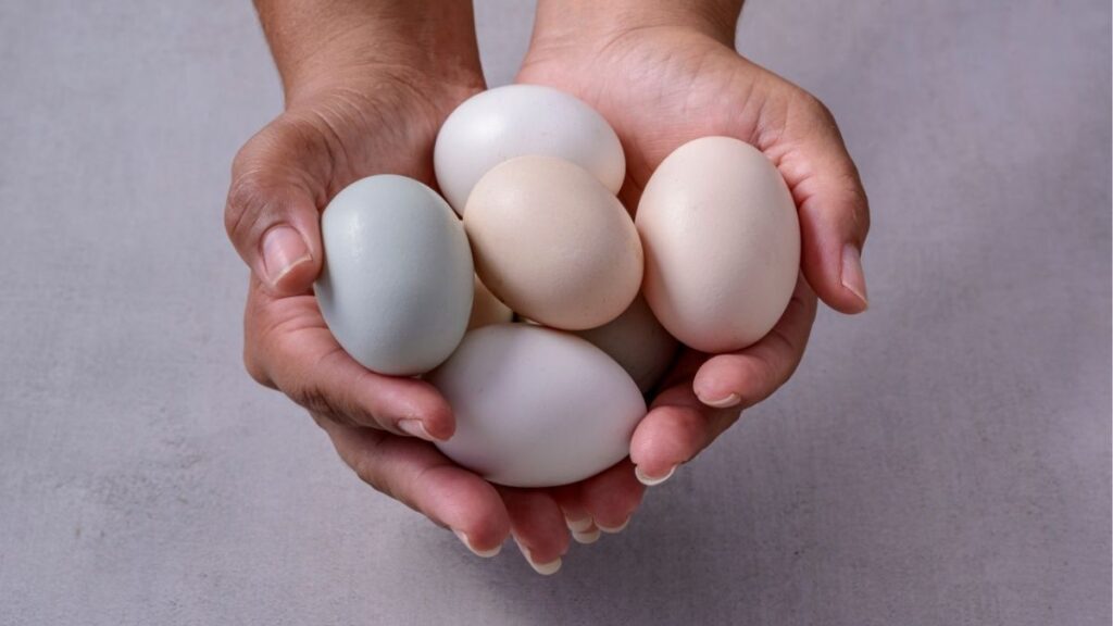 1 quả trứng gà bao nhiêu protein? Bảng quy đổi dễ hiểu 12 Protein trong trứng chiên và lượng calo từ dầu ăn